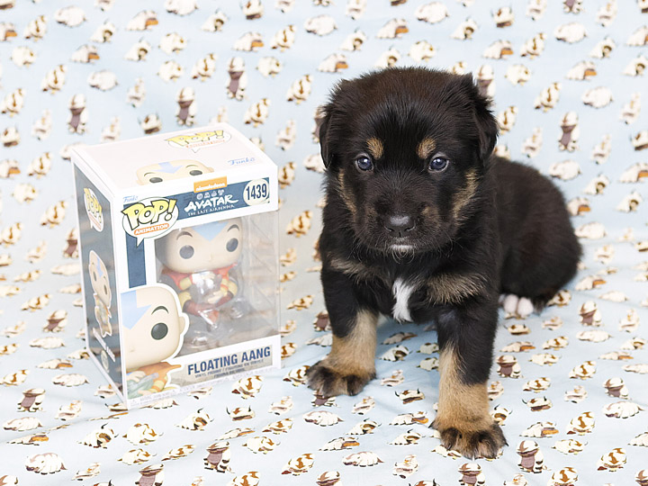 chinook puppy